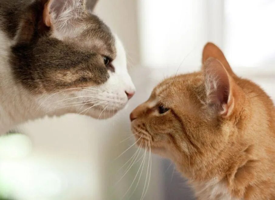 Два котика. Два кота. Две кошечки. Коты обнюхивают друг друга. Как подружить кошек между собой