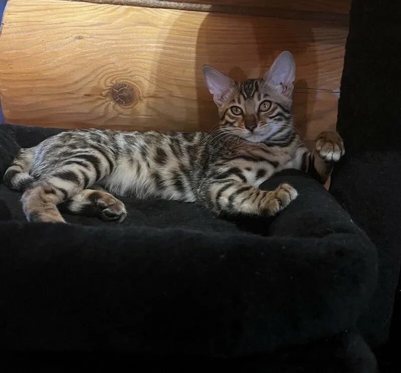 Саша кэт блоггер. Кошка сашка певица. Юбисаши коше. Кошка сашка певица. Саша кэт 2020.
