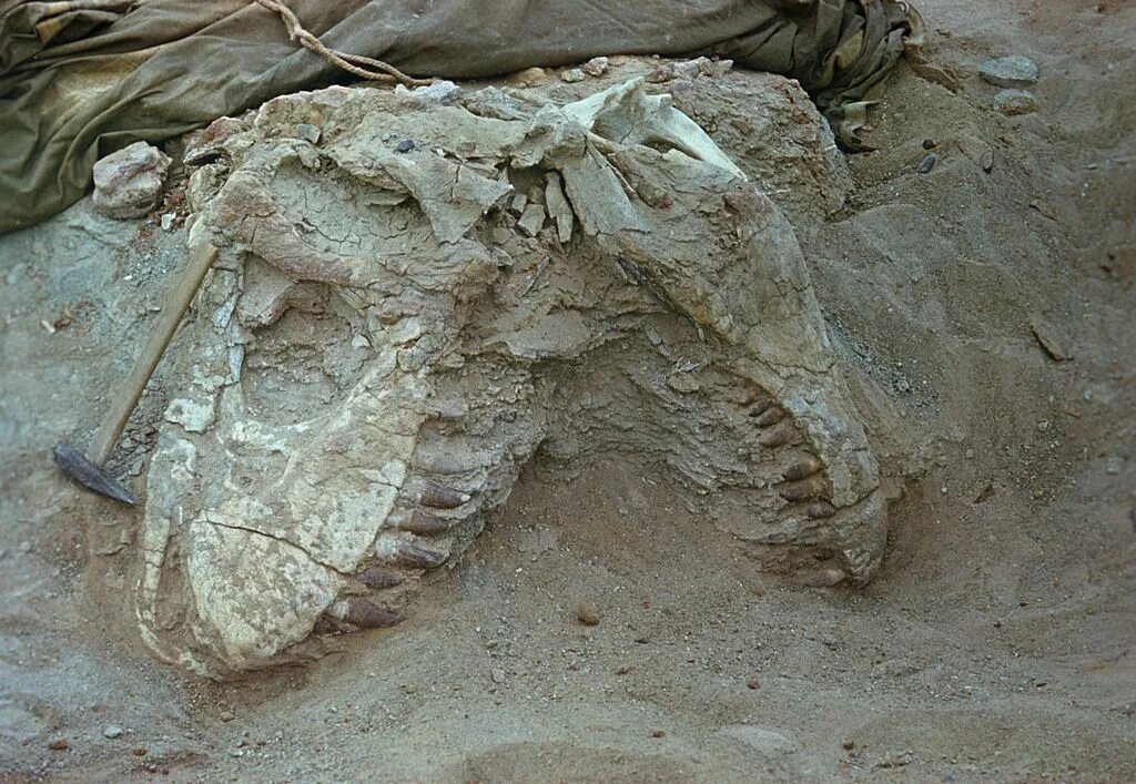Какие палеонтологические находки. Пустыня Гоби палеонтология. Пустыня Гоби останки динозавров. Палеонтология(наука изучающая ископаемые останки). Тарбозавр окаменелости.
