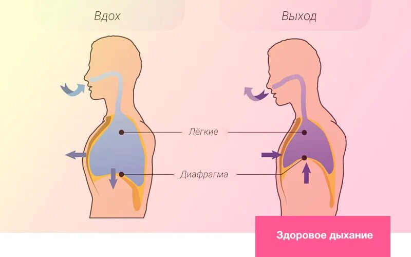 Вдох нового. Нормальное дыхание. Графическое изображение дыхания. Виды нормального дыхания. Диафрагменный Тип дыхания.