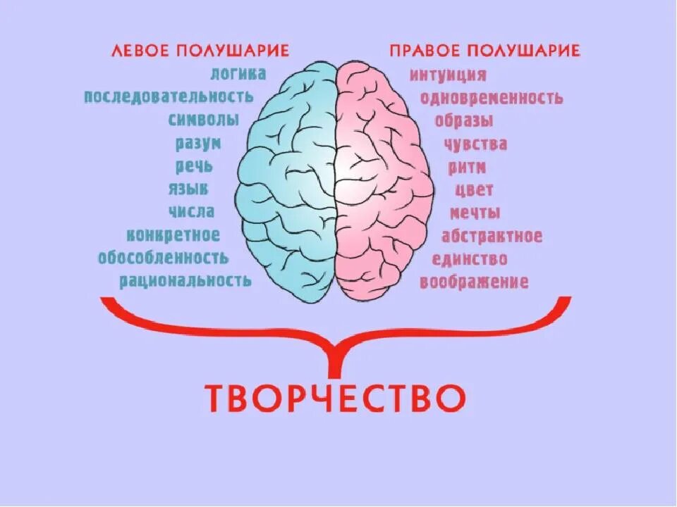Отвечает за формирование речи и абстрактного мышления