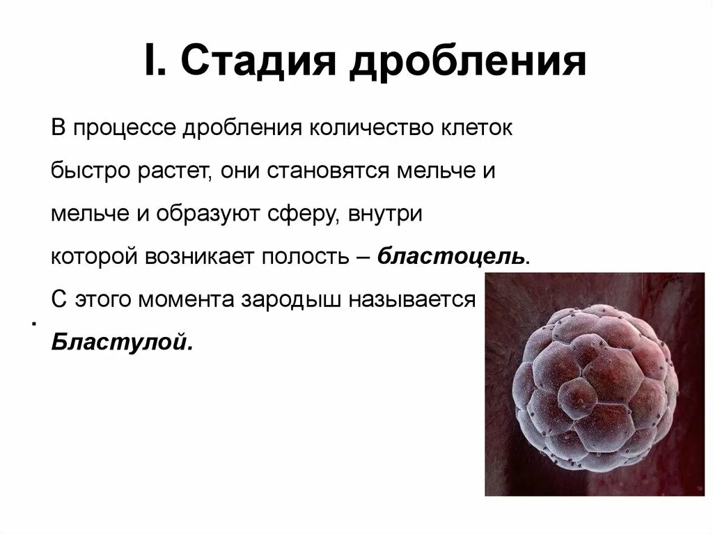 Процесс лежащий в основе дробления. Этапы дробления. 1 стадия дробления. процесс на стадии дробления. 1 этап дробление.