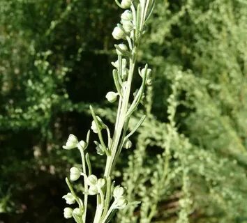 Artemisia love