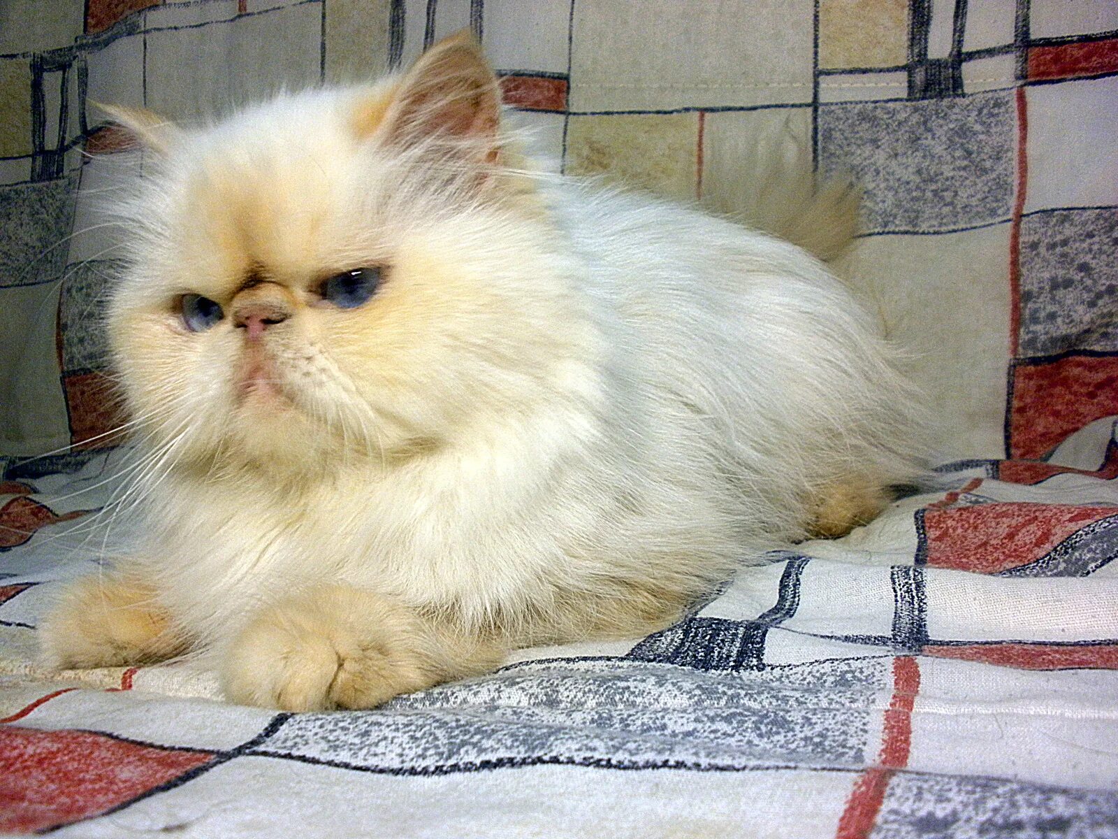 Персидская гималайская колор Пойнт. Персидская длинношерстная шиншилла. Гималайский персидский кот. Гималайская кошка. Персидско сиамская кошка