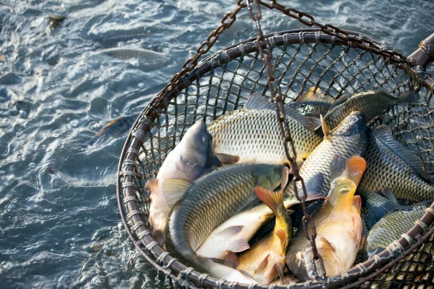 рыболовное хозяйство. рыболовство и рыбоводство. рыболовство. животноводство рыбоводство. рыболовство в арктике.