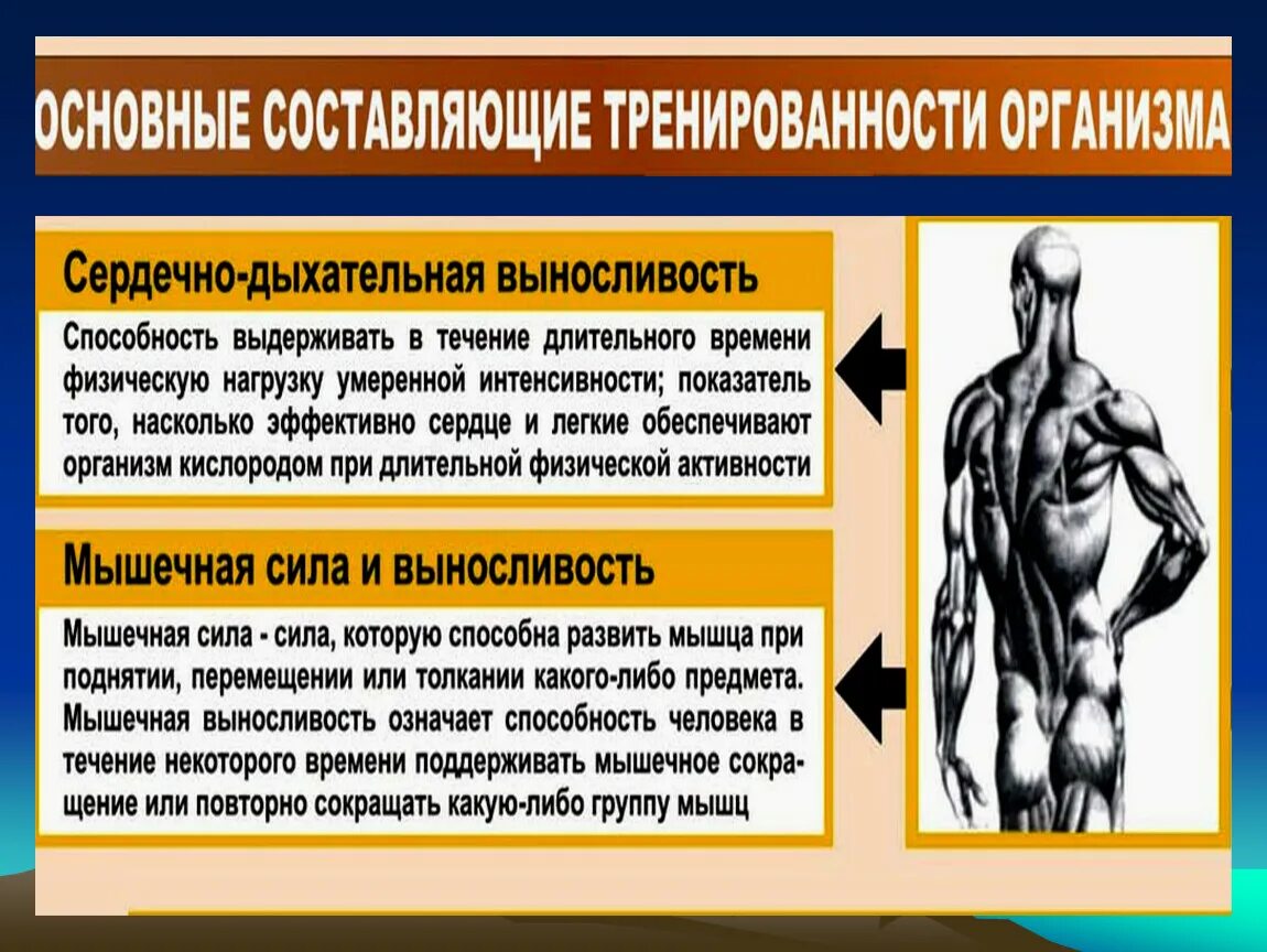 Выносливые мышцы. Показатели тренированности человека. Уровни тренированности организма. Повышения тренированности,. Степени тренированности