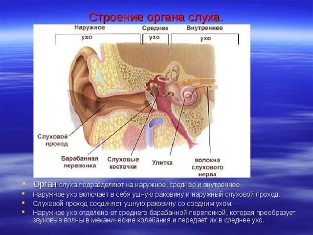 Строение органа слуха. Орган слуха анатомия. Строение органа слуха человека. Наружный слуховой проход анатомия. Внутреннее ухо орган слуха состоит