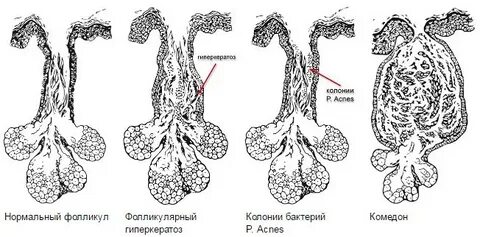 Фолликулярный юнит