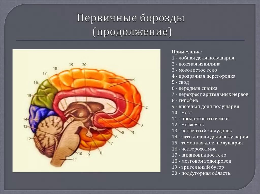 Передний свод. Полушария головного мозга борозды и извилины медиальная поверхность. Медиальная поверхность мозга анатомия. Медиальная поверхность полушарий мозга. Поясная извилина головного мозга.