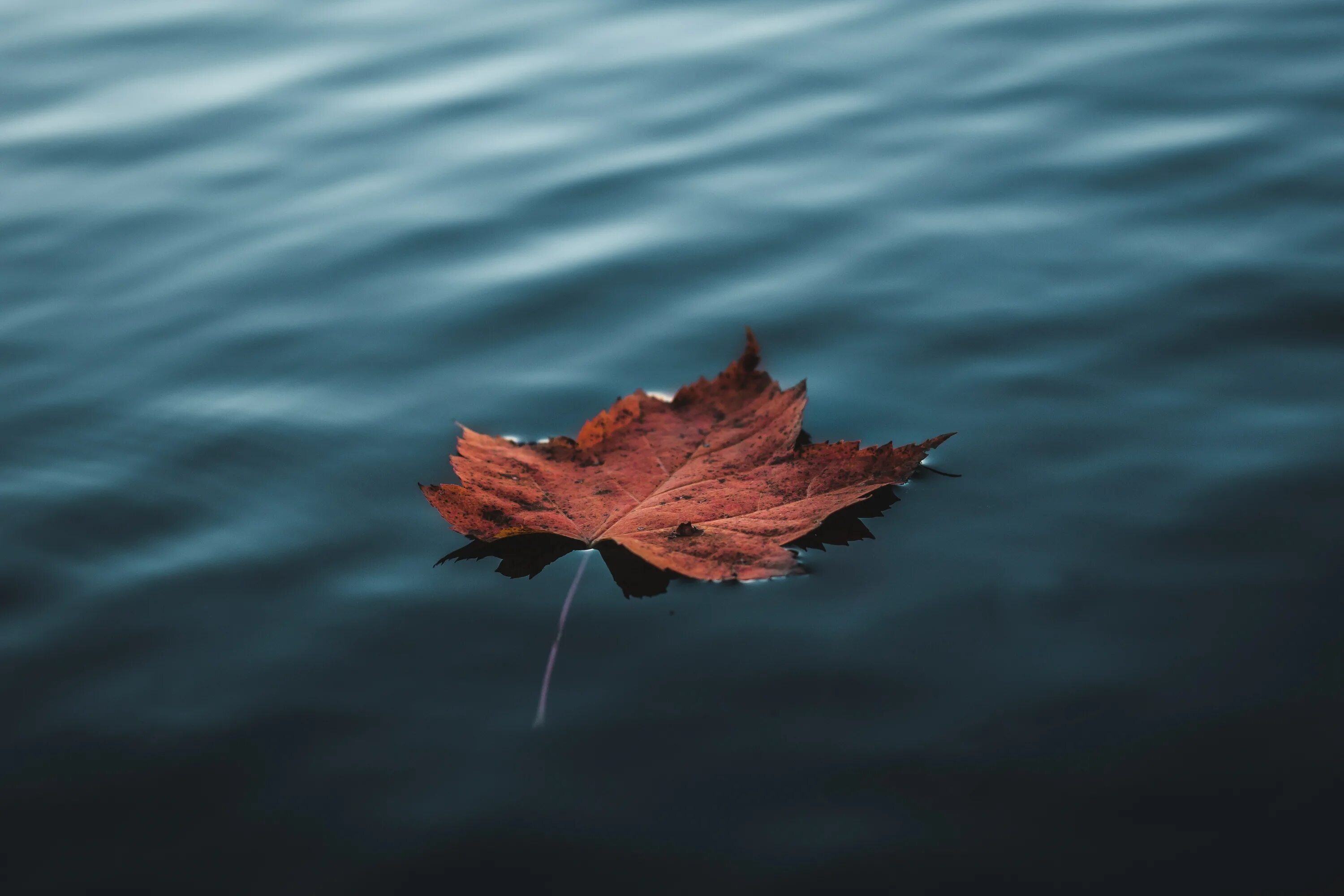 Падающие листья в воду. Листья на воде. Листья в воде осень. Листок на воде. Осенние листики в воде.