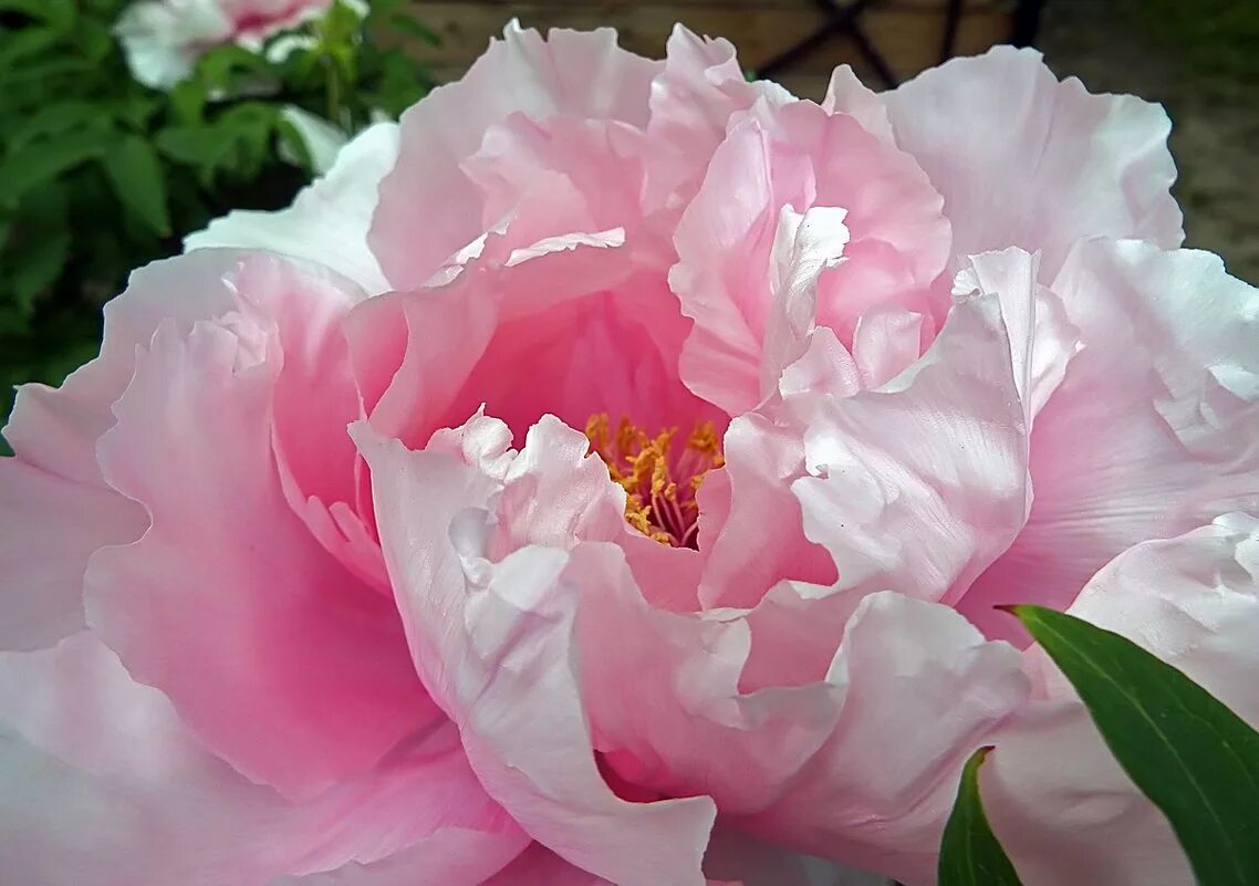 Роскошь пионов. Роскошь пионов. Пион нежность успенская. Пион нежность успенская. Пион под названием большая роскошь.