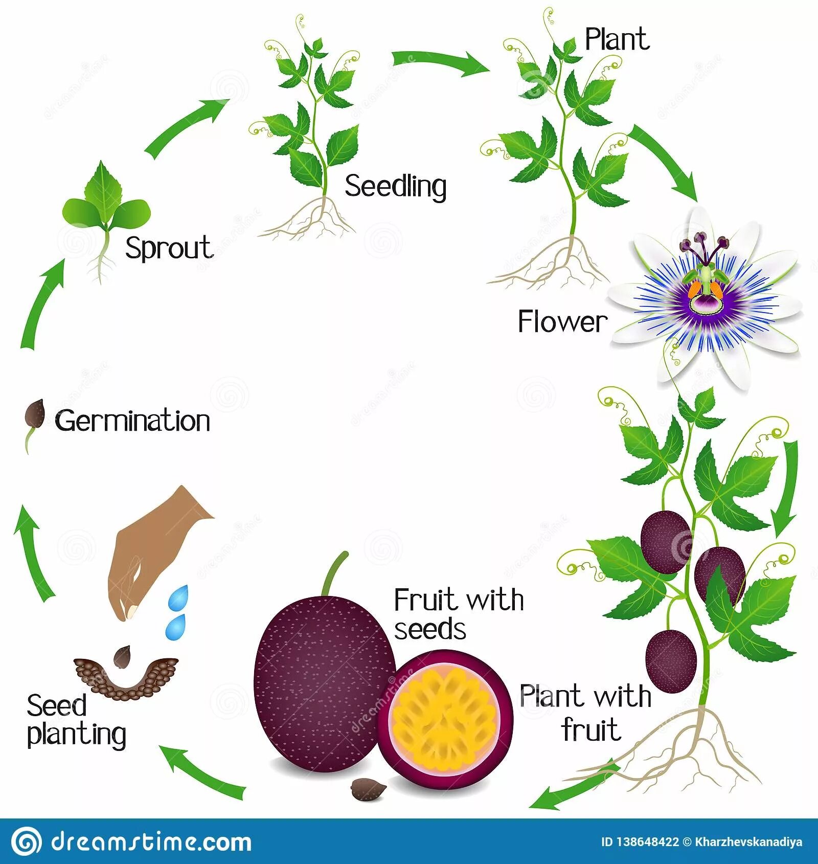 Жизненный цикл овощных растений по маркову. Жизненный цикл маракуйи. Маракуйя жизненный цикл фото. Маракуйя цветовая схема. Маракуйя размножение растения.
