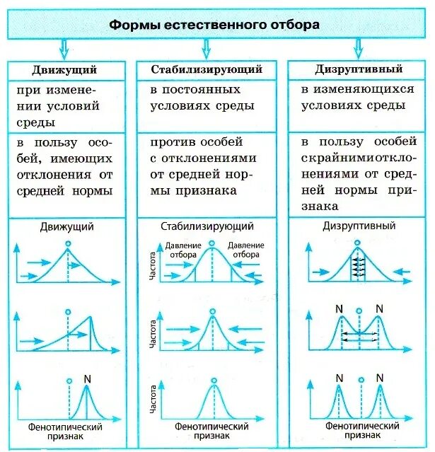 Формы отбора движущий стабилизирующий дизруптивный. Схема естественного отбора движущий стабилизирующий дизруптивный. Формы естественного отбора схема 9 класс. Формы естественного отбора биология 9 класс. Движущая форма естественного отбора результат