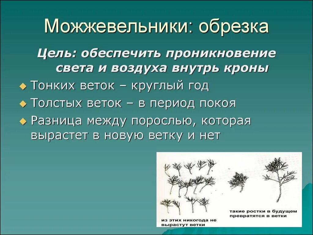 Как правильно обрезать можжевельник. Схема обрезки можжевельника. Можжевельник обрезка и формирование. Обрезка можжевельника. Подрезка веток можжевельника.