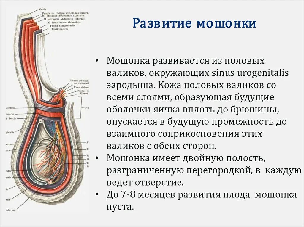 Сколько оболочек имеет. Оболочки яичка и семенного канатика анатомия. оболочки яичек у мужчин анатомия. строение оболочек яичка. серозная оболочка яичка.