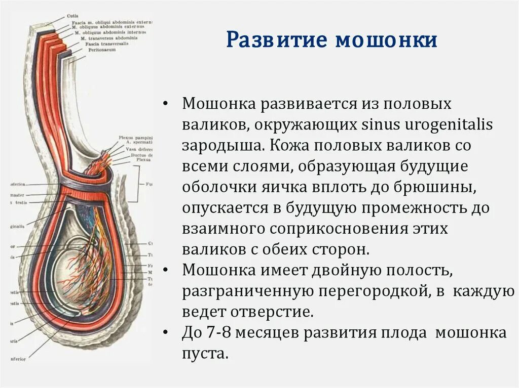 Оболочки яичка и семенного канатика анатомия. Оболочки яичек у мужчин анатомия. Строение оболочек яичка. Серозная оболочка яичка. Яички образуют