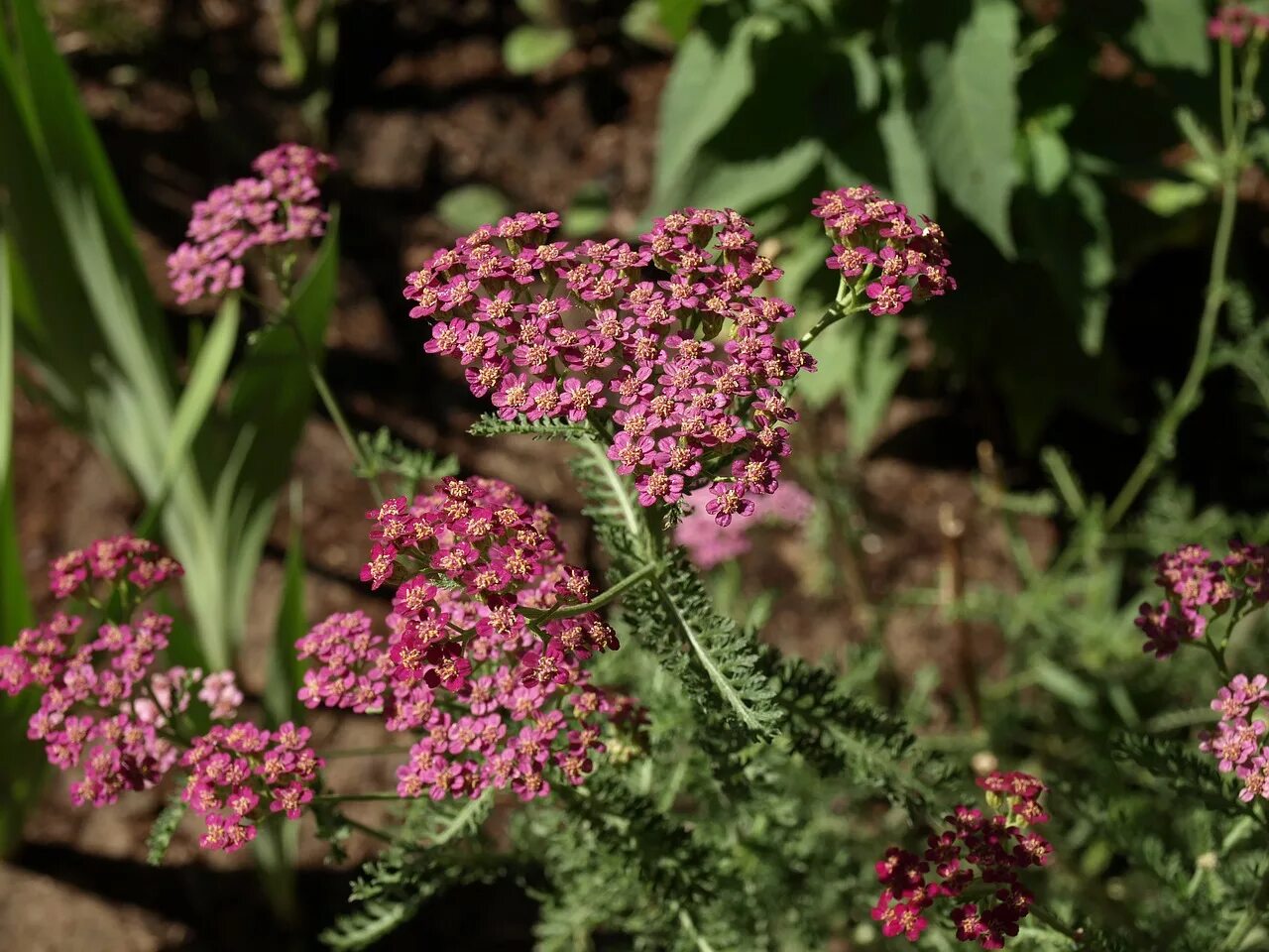 Тысячелистник Ахиллея. Тысячелистник обыкновенный (Achillea millefolium l.). Тысячелистник обыкновенный розовый.