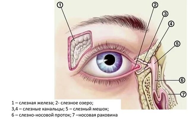 Как пробивают слезный канал. Непроходимость слезного канала. Воспаление слезного мешка (дакриоцистит). Дакриоцистит, строение слезного канала. Непроходимость слезного канала симптомы.