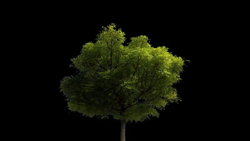 Дерево движение. Tree with alpha. футаж дерево в гачу лайв.