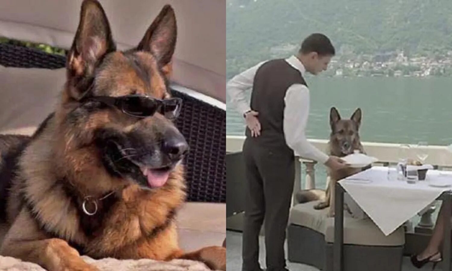 Где самые богатые животные. Немецкая овчарка Гюнтер IV. Гюнтер IV - самый богатый пес в мире. Собака миллионер Гюнтер. Самая богатая собака в мире Гюнтер.