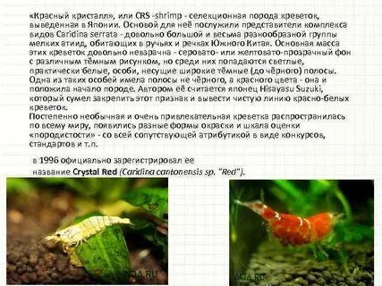 Почему умирают креветки