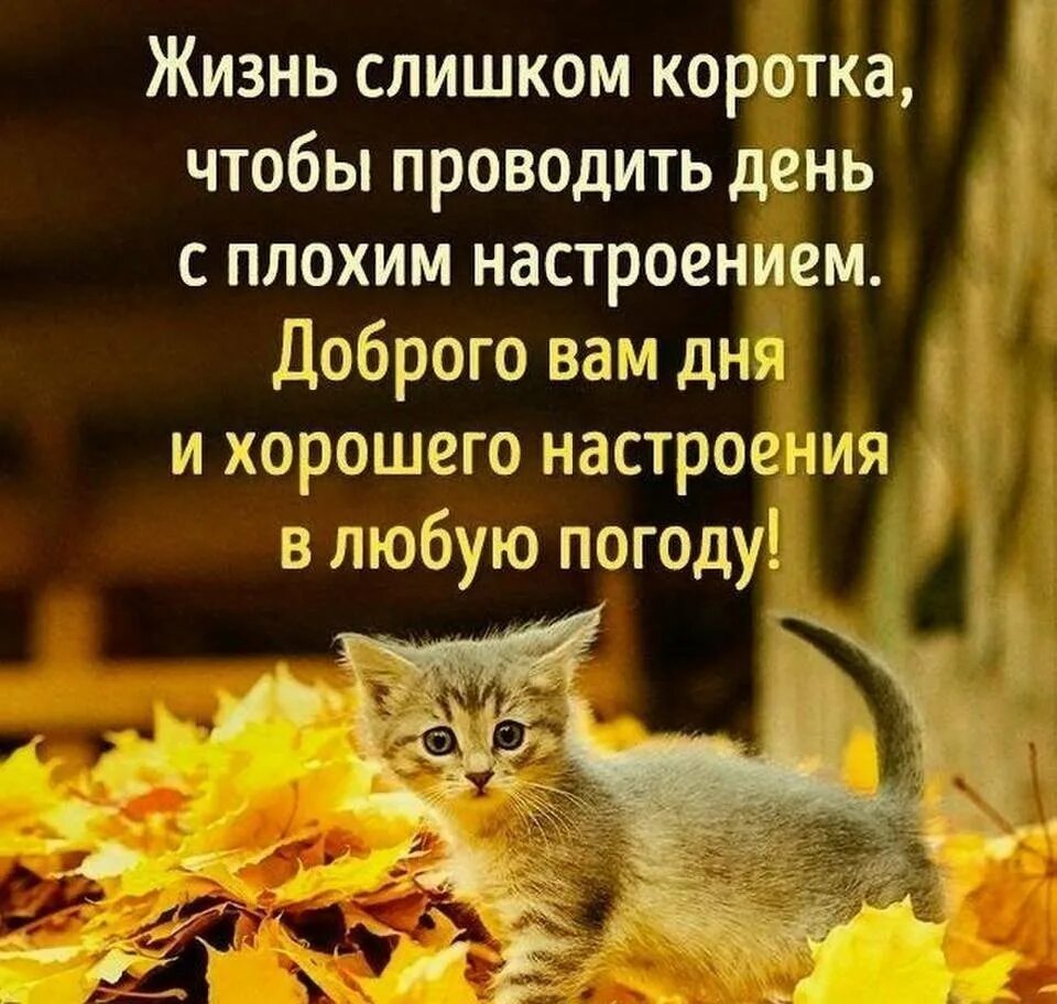 Статус отличного дня. Хорошего настроения в любую погоду. хорошего нас иоения в лю.ую могодк. доброго дня в любую погоду. хорогегонастроенич в оюбкю погоду.