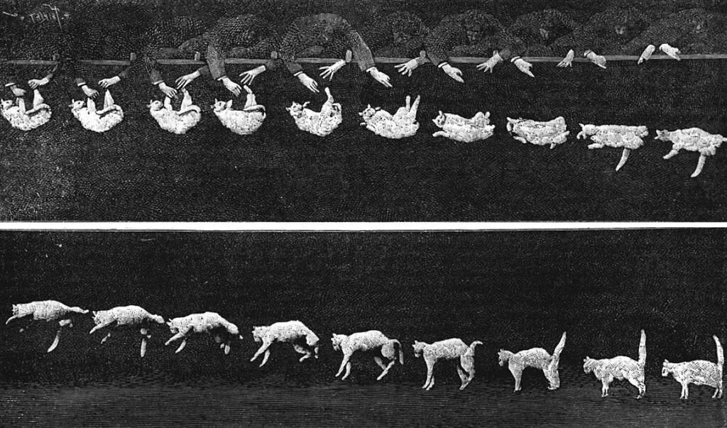 Хронофотография Этьен-Жюля Маре. Падающей кошки Этьен Жюль Маре. Хронофотография мейбридж. Хронофотография Маре. Группировки животных