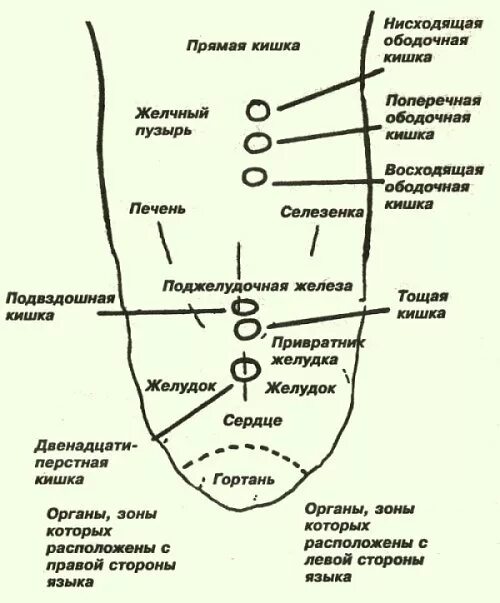 Язык человека определить болезнь. Проекция органов на языке человека. Зоны внутренних органов на языке. Болезни по языку определить. Зоны языка отвечающие за органы.