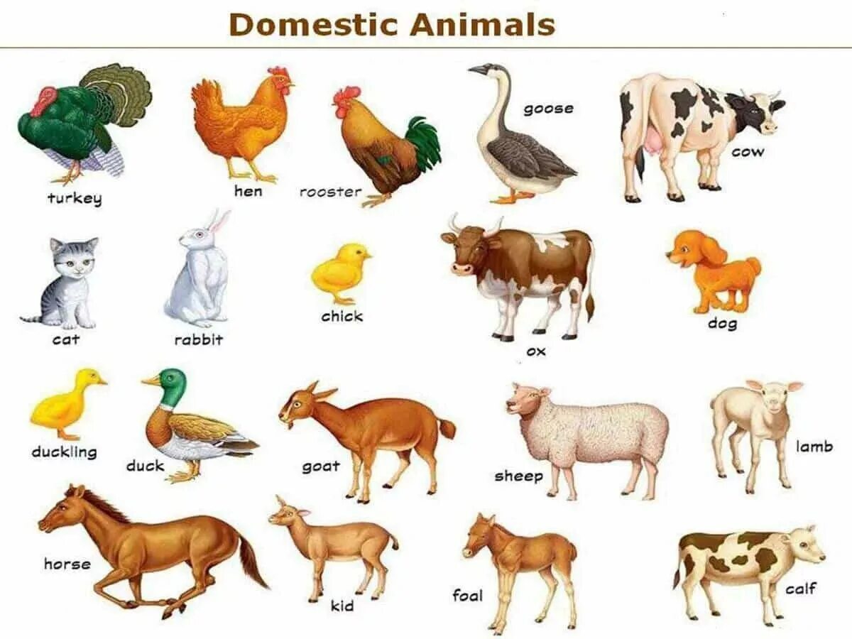 Учить названия животных. Domestic animals for Kids. Домашних животных для детей. Домашние животные на английском языке. Дошниеживотные для детей.