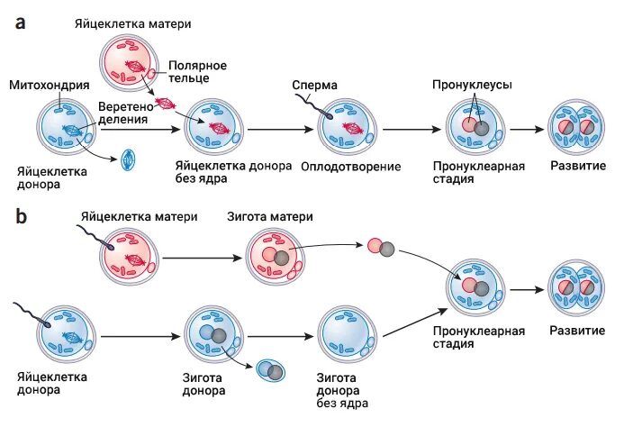 Каким номером обозначено полярное тельце. Деление яйцеклетки. Схема оплодотворения человека. Стадии деления яйцеклетки. Стадии оплодотворения яйцеклетки.