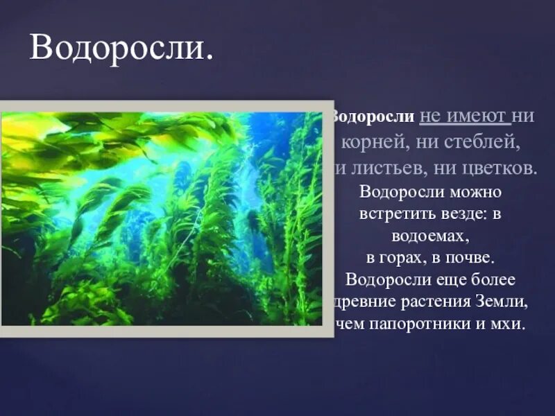 Биология водоросли сообщение. Водоросли презентация. Доклад про водоросли. Водоросли 3 класс. Папоротник водоросли.