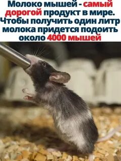 Мышиное молоко