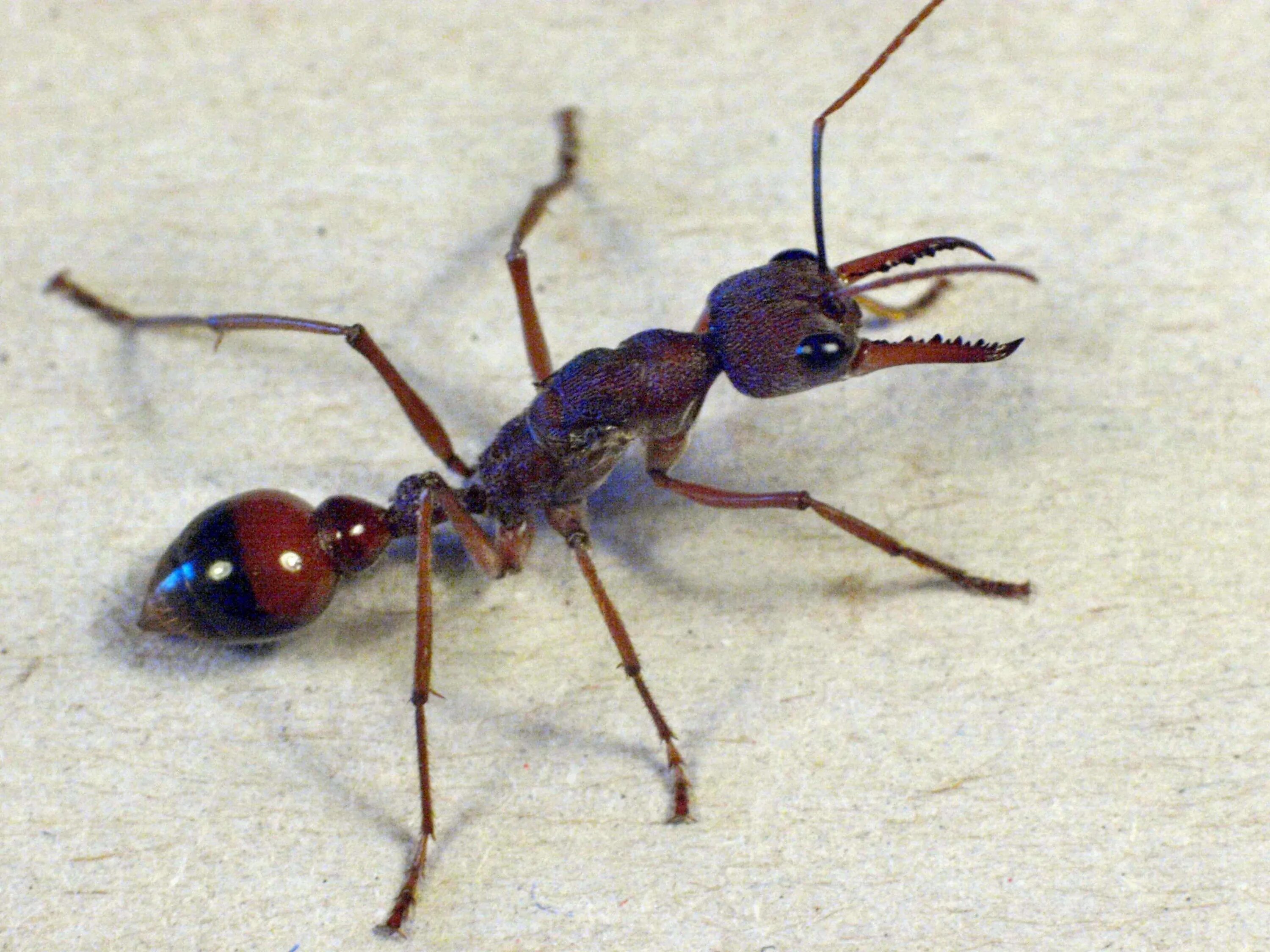 Название армейского муравья. Африканский муравей гигант. Myrmecia pavida. Myrmecia brevinoda. Муравьи сиафу.