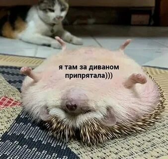 Еду наташу