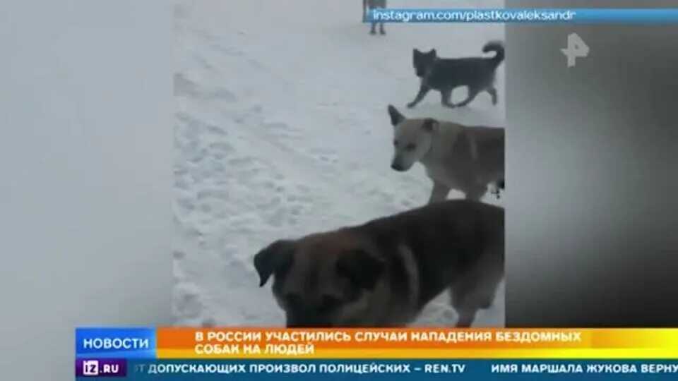 Случаи нападение собаки. Нападение бродячих собак на людей. Случаи нападения собак на людей. Случаи нападения собак на людей в России. Нападение бездомных собак на детей.