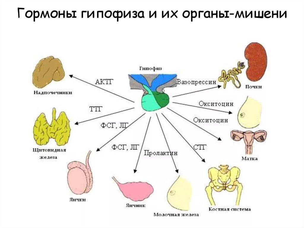 Гормон гипофиза сдать. Гормоны гипофиза и органы мишени. Органы мишени эндокринной системы. 5 Уровней регуляции менструационного цикла. Эндокринные железы гипофиз.