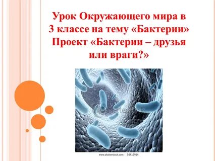 Бактерии 3 класс окружающий мир 21 век