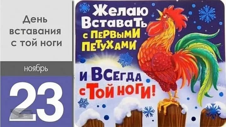 Тойчики порода собак. Карикатура человека. Встать с той ноги. Проснулась на трезвую голову встала. Прикольные высказывания.