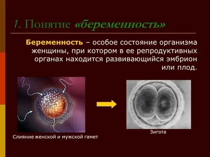 Понятие зародыш