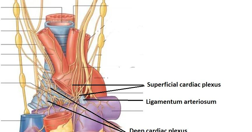 Plexus arteriosus. Plexus cardiacus superficialis. superficial. superficial person. plexus charoid.