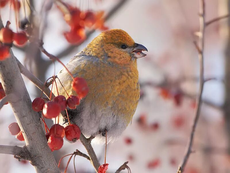 щур птица в узбекистане. щур птицы полезность. щур-15. зимующие птицы щур. щур птица в липецкой области.