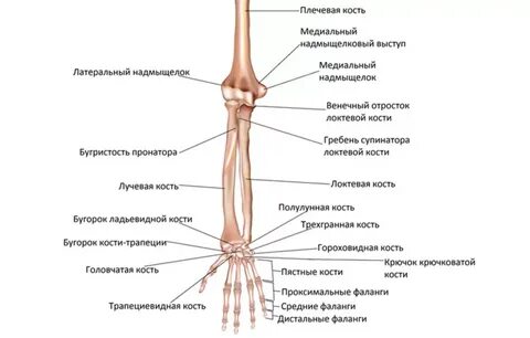 Строение человеческой руки