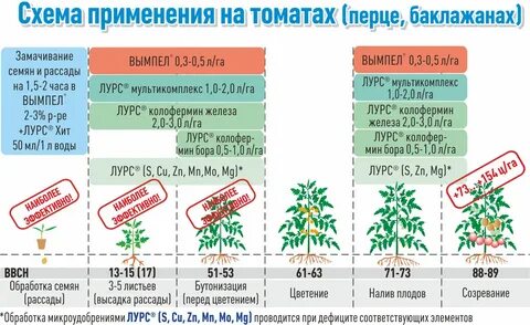 Какие удобрения вносить под помидоры в теплице