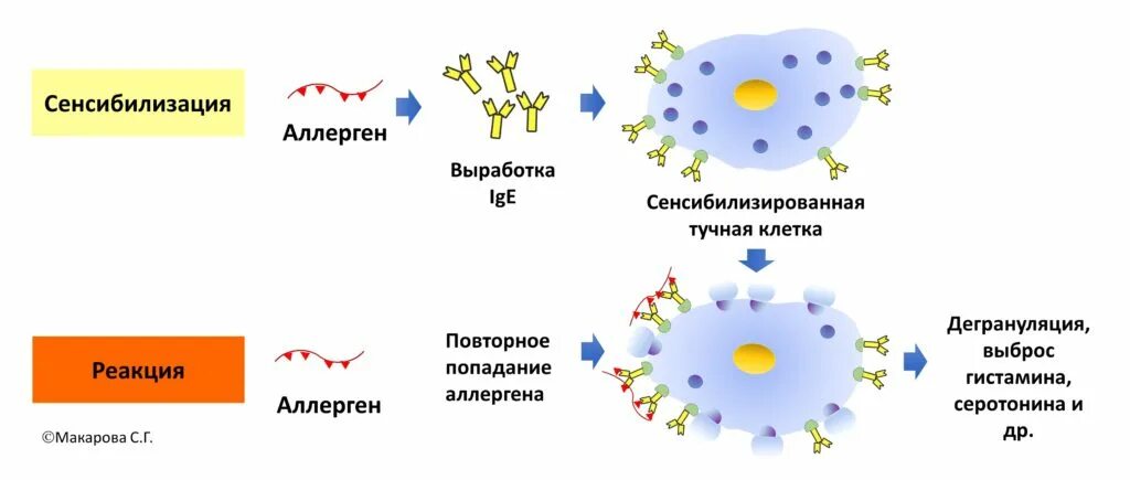 Сенсибилизация лимфоцитов антигенами. Механизм развития сенсибилизации. Механизм сенсибилизации схема. Механизм возникновения аллергической реакции схема. Для аллергических реакций характерно