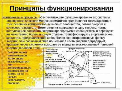Описание строения и функционирования систем