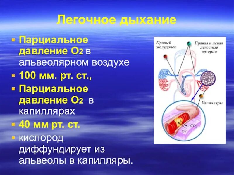 Альвеолярное парциальное давление