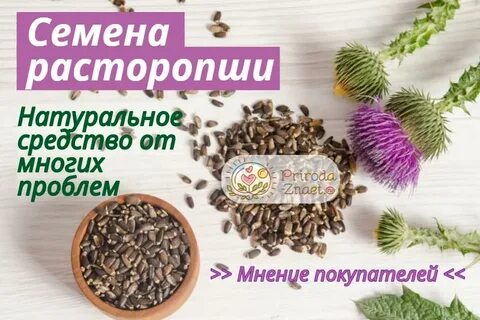 Семена расторопши польза
