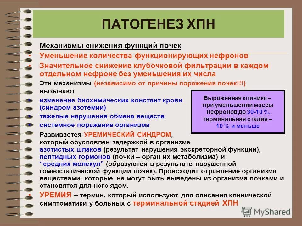 Патогенез почки