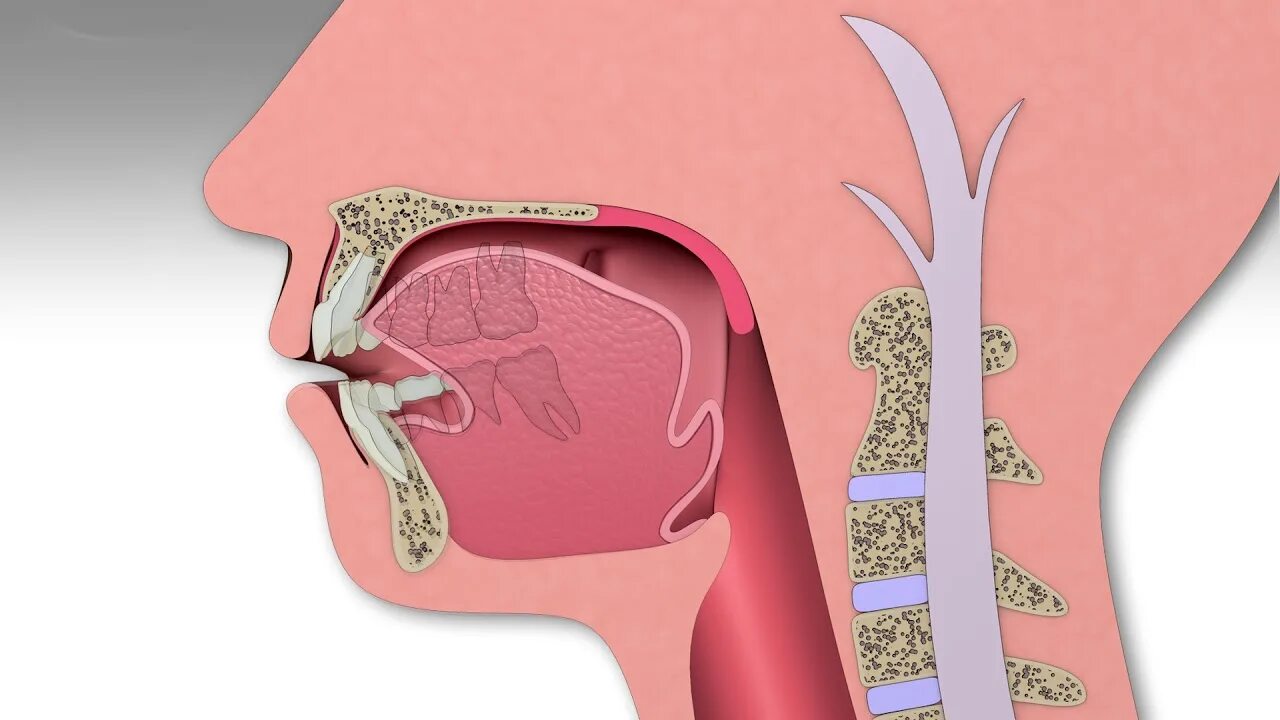 Как должен лежать язык во рту. Положение языка в ротовой полости. Как должен лежать язык во рту. Естественное положение языка. Положение языка в состоянии покоя.