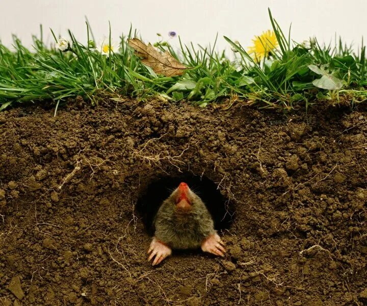 Interesting facts about pocket gopher by weird square - YouTube